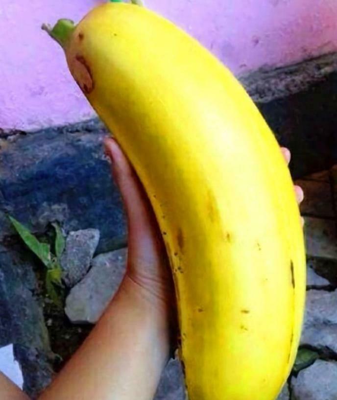 giant-banana-in-hand.jpeg.46d34bc0538c5928958a31dd1fad7caf.jpeg