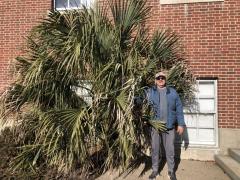 sabal palm Bridgeport CT 2022 w DrZnaturally.jpg