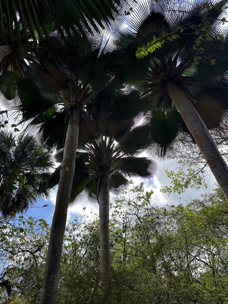 14589F69-5260-45DB-883A-7F68E329470B.jpeg