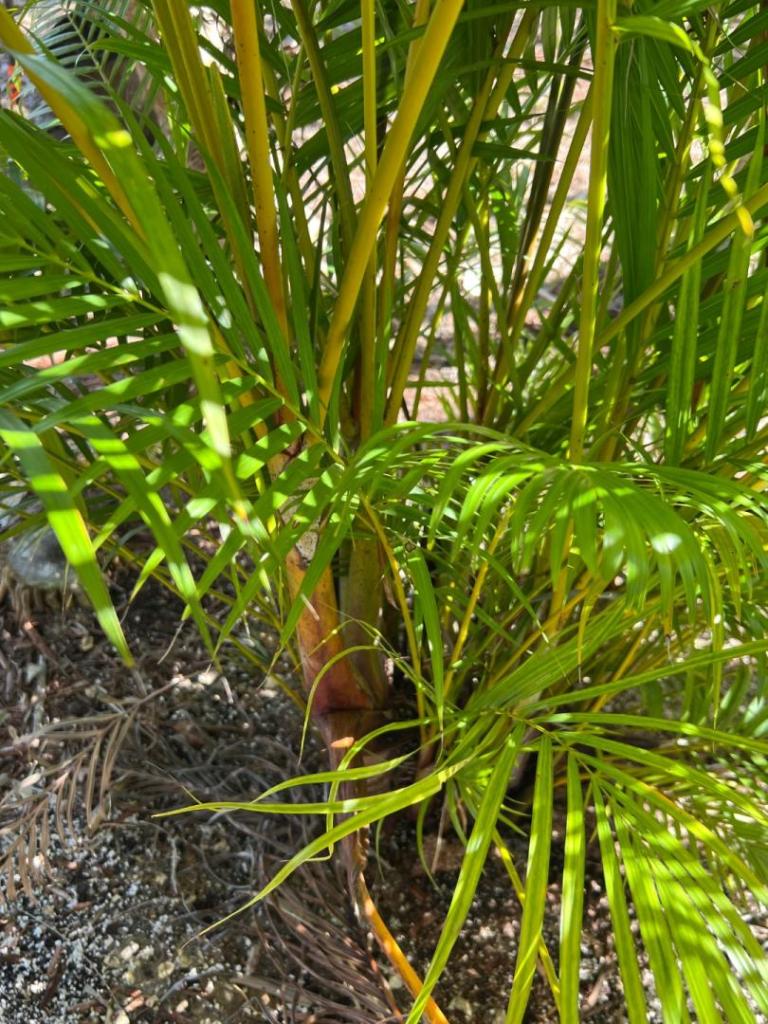 847042067_ChrysalidocarpuslutescensVietnamDwarf0302-10-23.thumb.JPG.8371b70db14352a0b69f77d5aa66a6e5.JPG