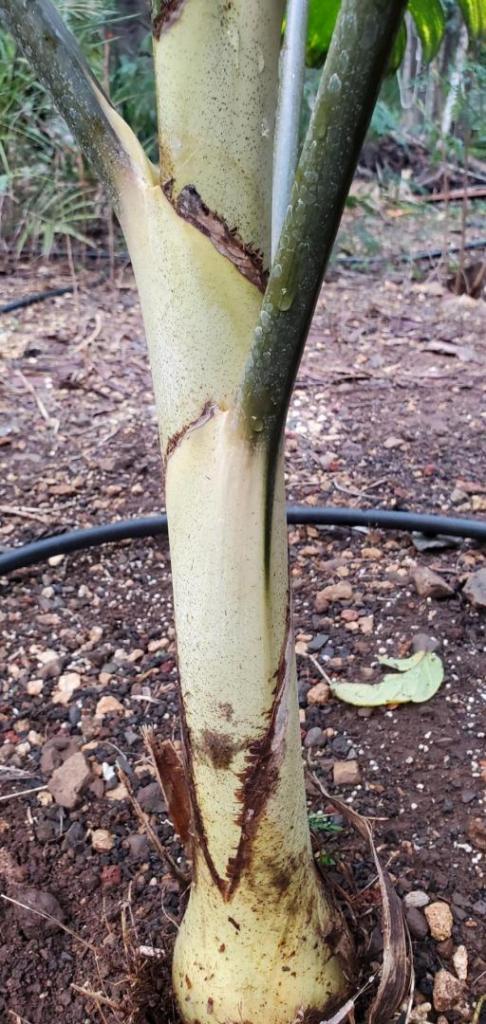 Chambeyronia macrocarpa var. 'hookeri'-20230219_174434.jpg
