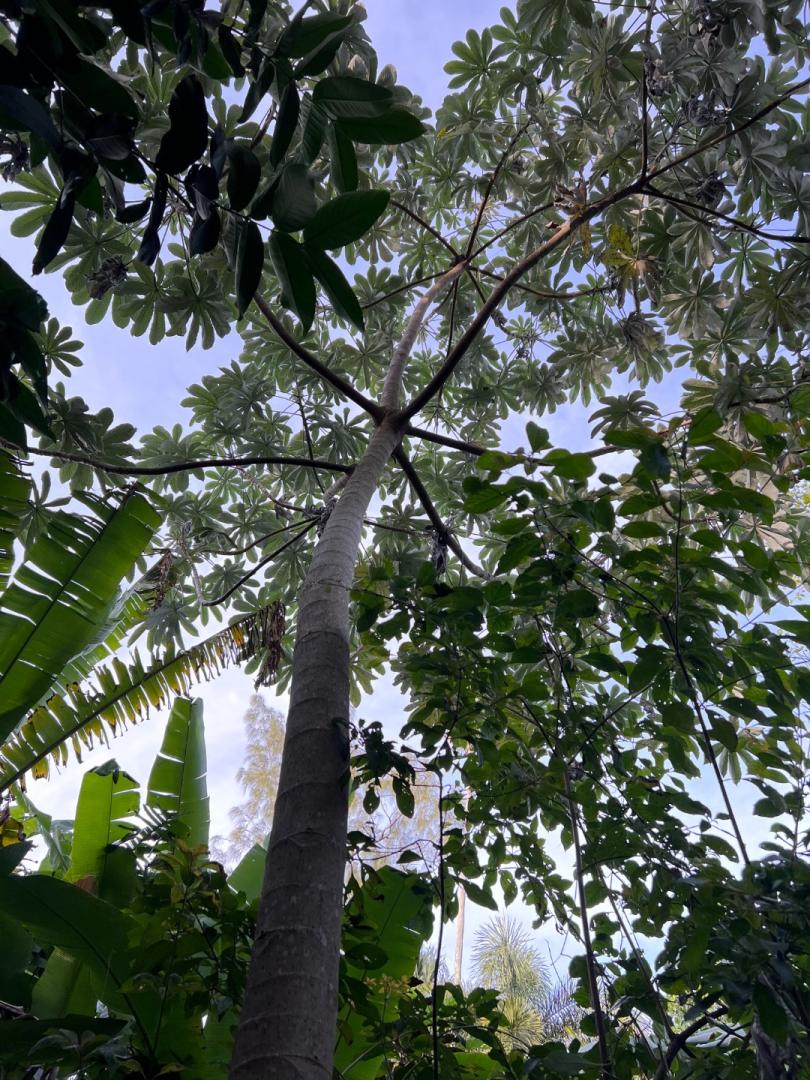 Post your Trumpet Tree (Cecropia obtusifolia) TROPICAL LOOKING PLANTS