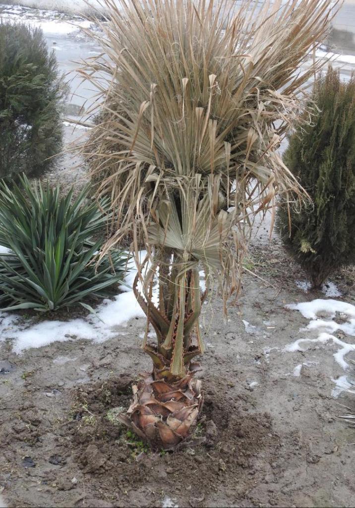 palmfront1.thumb.jpg.52a11131ec2c9f66ef505195e9e99f60.jpg