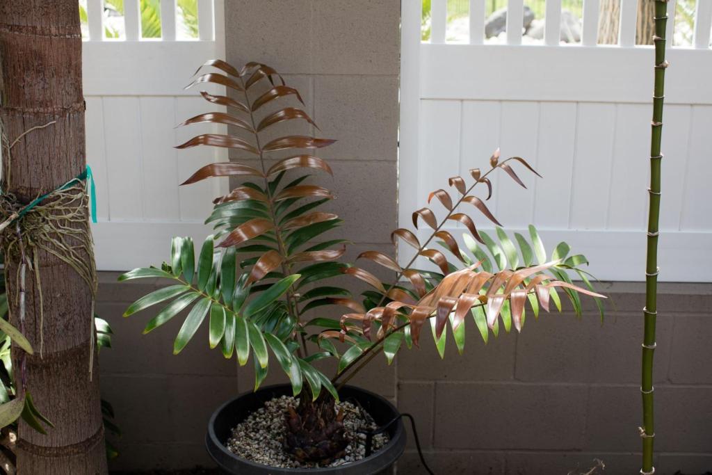 20170709-104A6948 Ceratozamia latifolia female Encinitas.jpg