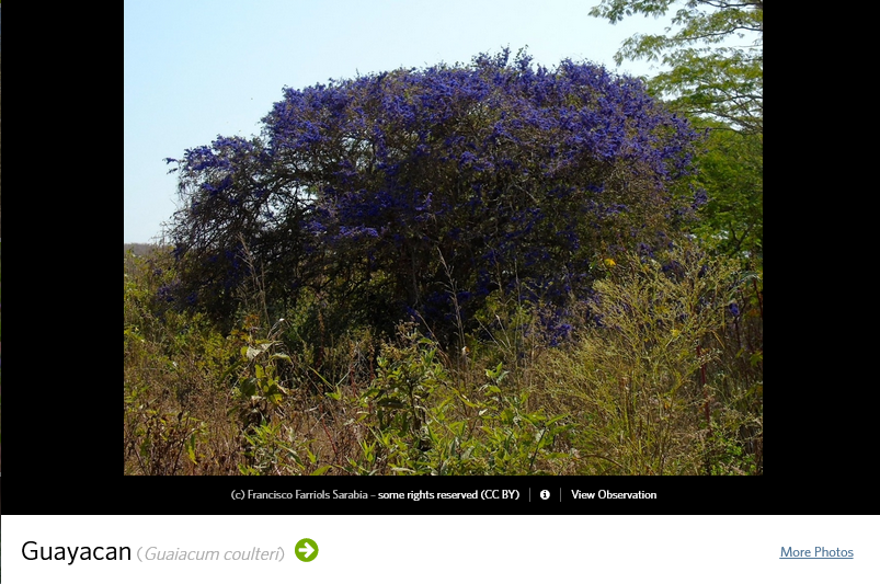 1309195497_Screenshot2023-03-13at10-26-40PhotosofGuayacan(Guaiacumcoulteri)iNaturalist.png.9a99a450c6477237987aa1987f775b16.png