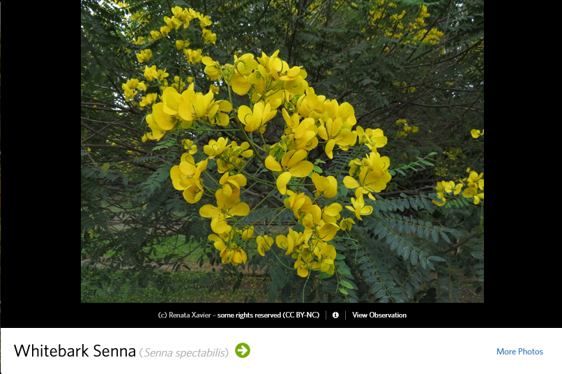 139147497_Screenshot2023-03-11at13-58-25PhotosofWhitebarkSenna(Sennaspectabilis)iNaturalist.png.80ca99c57dbf07f3b28316b09d892319.png