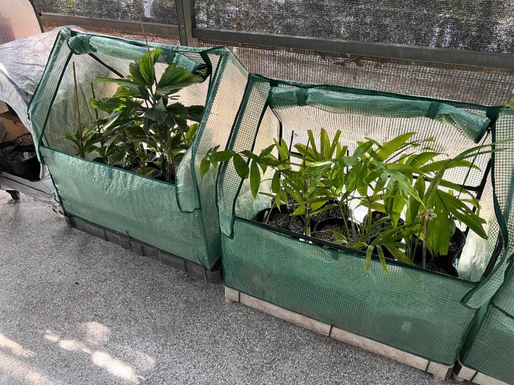 1703935709_MiniGreenhouses0103-09-23.thumb.JPG.599eb71b1325b3ce094843b6d38ef7a1.JPG