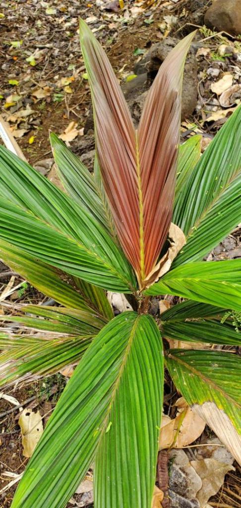 Calyptrocalyx hollrungii-2-20230306_135122.jpg