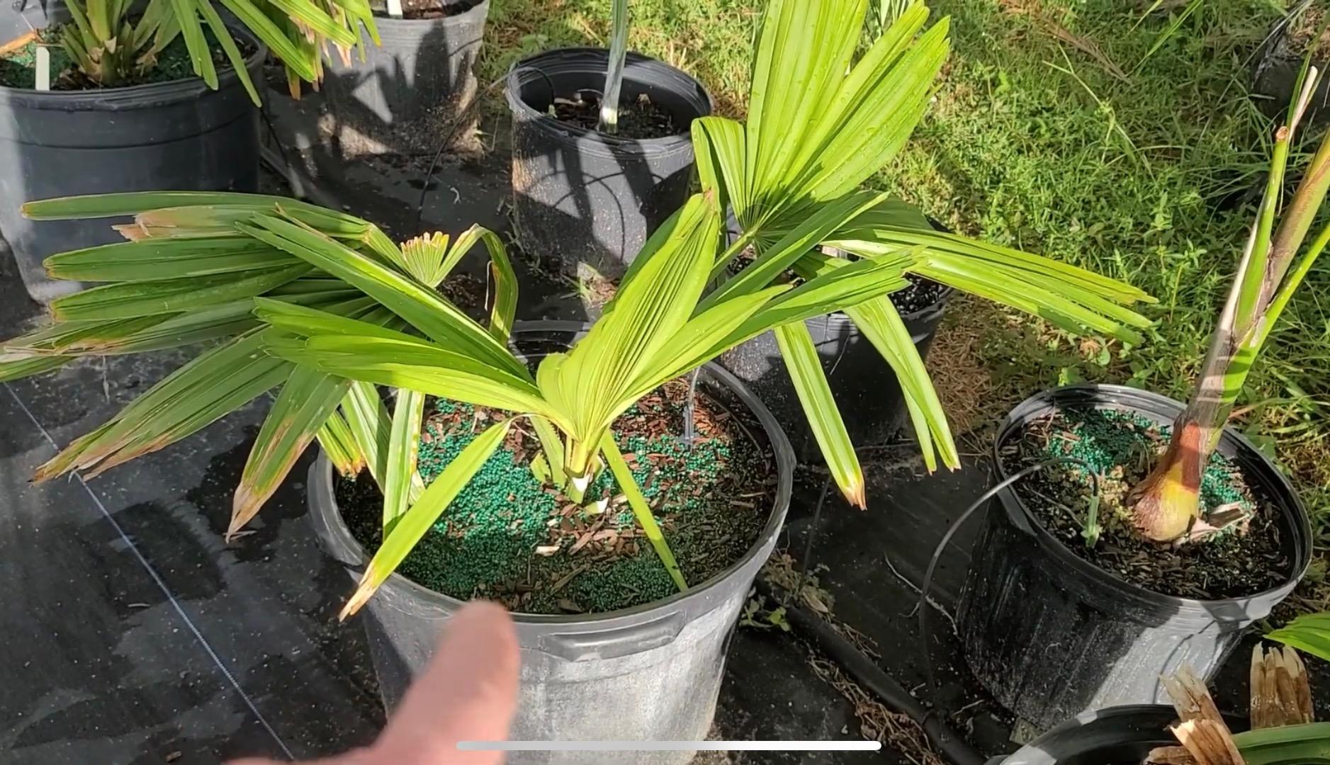 How much fertilizer? PALMS IN POTS PalmTalk