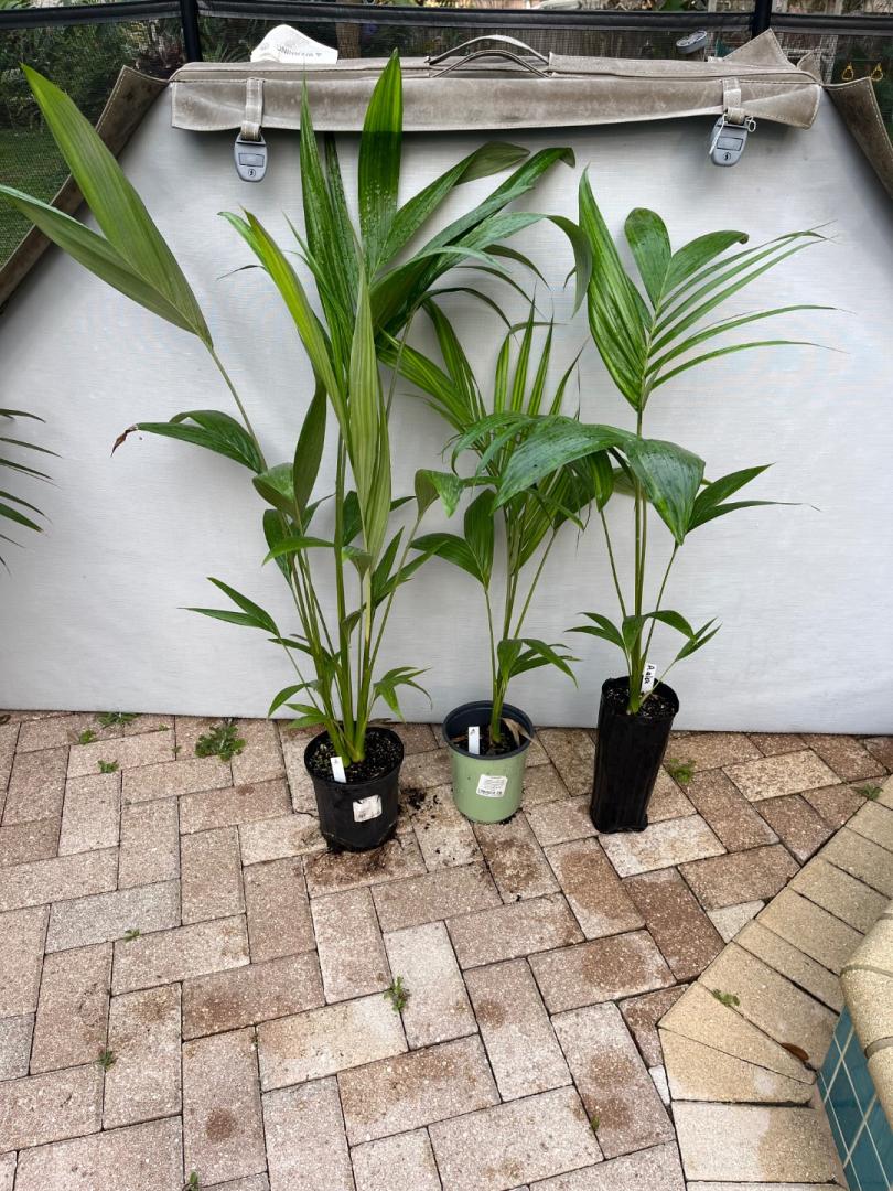Archontophoenix alexandrae var “beatricea” for sale