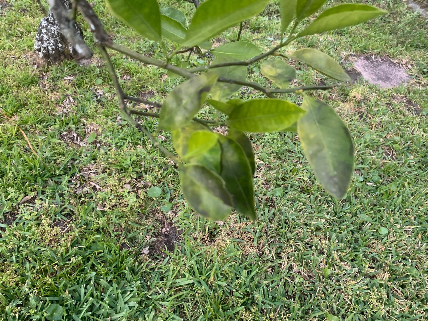 Help! What is wrong with my citrus trees? TROPICAL LOOKING PLANTS