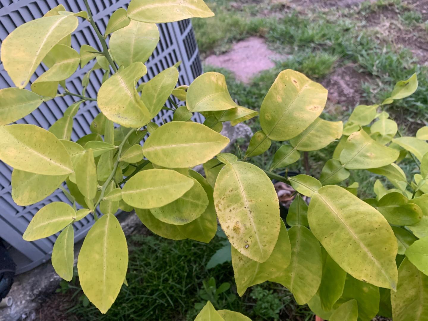 Help! What is wrong with my citrus trees? TROPICAL LOOKING PLANTS