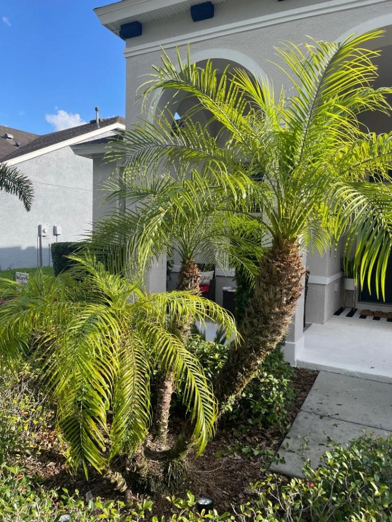Palm 1.jpg