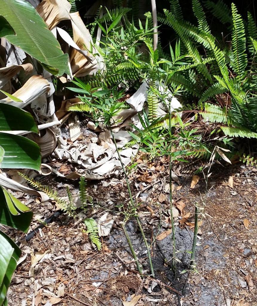 1935640171_20230408_140110DendrocalamopsisVariostriata.thumb.jpg.e7b61a2ecb9c6113fceee61a09518175.jpg