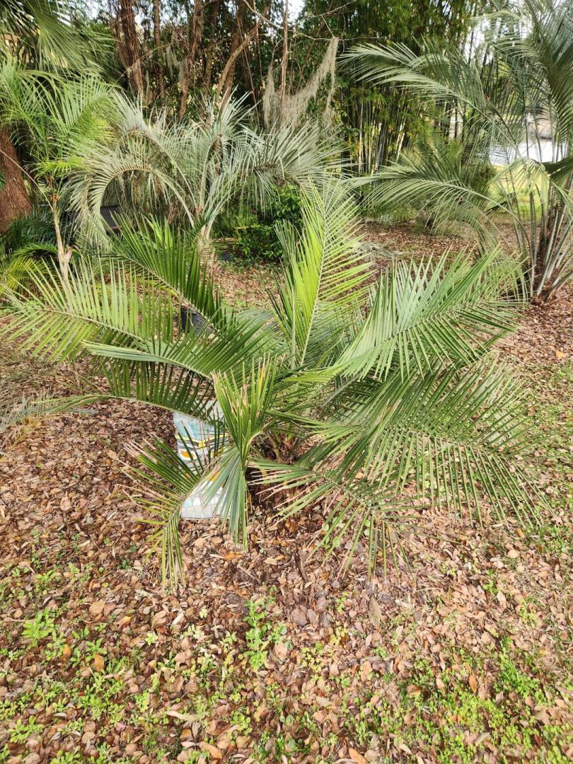 Jubaea or jubaea x syagrus hybrids for sale?. COLD HARDY PALMS PalmTalk