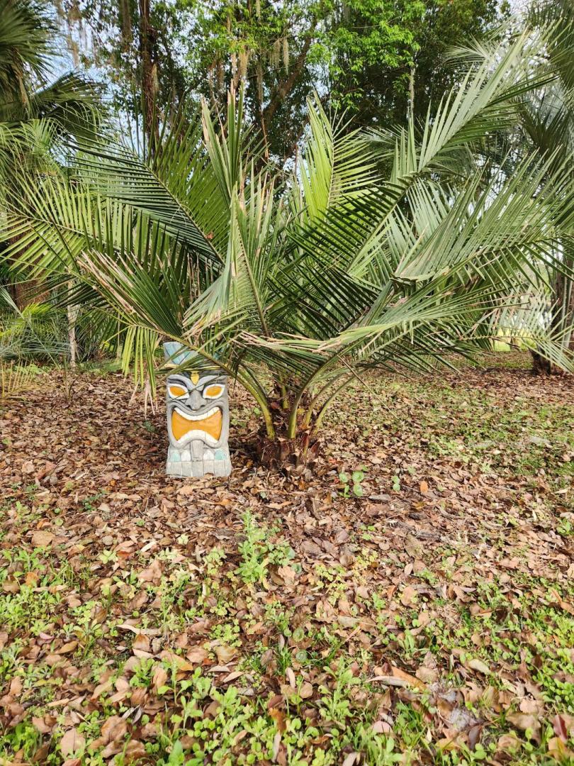 Jubaea or jubaea x syagrus hybrids for sale?. COLD HARDY PALMS PalmTalk