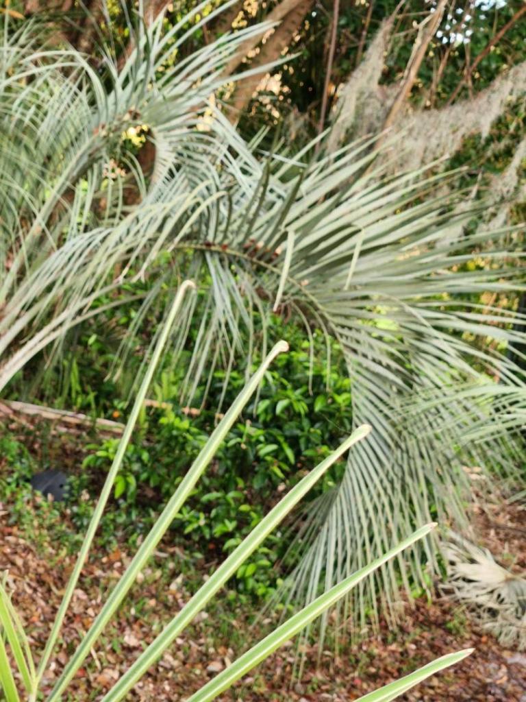 Jubaea or jubaea x syagrus hybrids for sale?. COLD HARDY PALMS PalmTalk