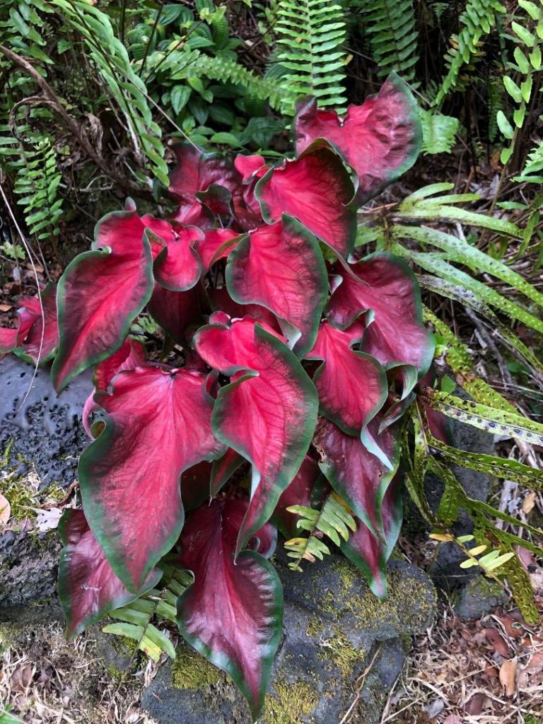 538346572_IMG_8125.JPG.Jan222022.Caladium.thumb.jpg.5a0dc8b817cb1871f354d46a35deb503.jpg