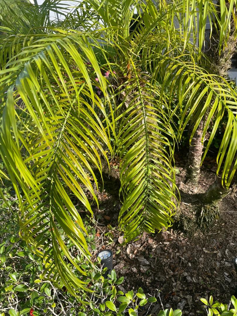 Palm Looks Sick, Need Advice... DISCUSSING PALM TREES WORLDWIDE