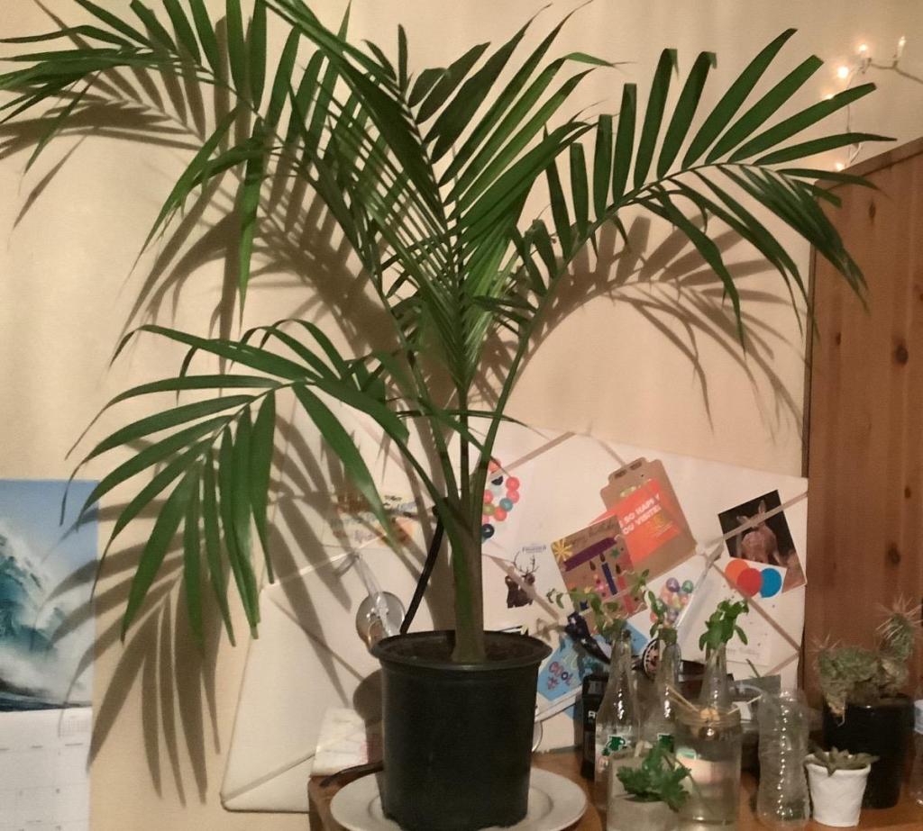 Majesty palm? PALMS IN POTS PalmTalk