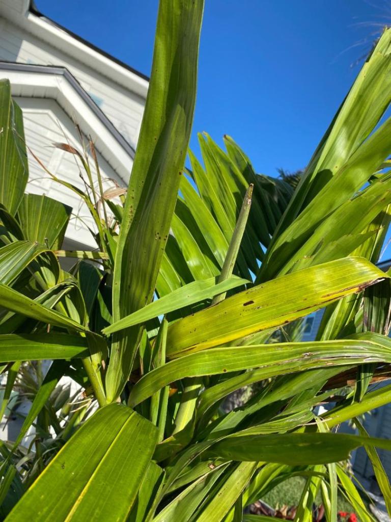Early leaf opening on Solitare specimen DISCUSSING PALM TREES
