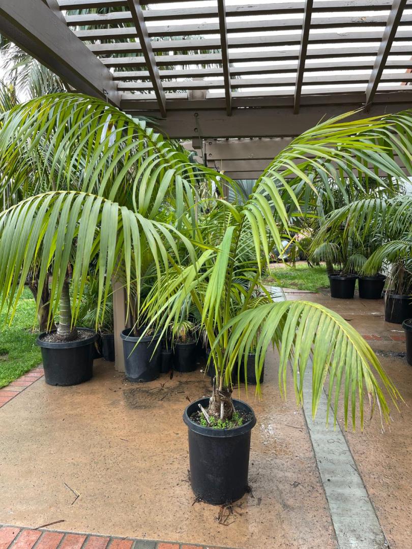 Ventura County California / Palm Tree Sale, up to 50 off For Sale