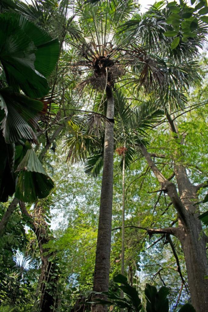 Pholidocarpus4.jpg