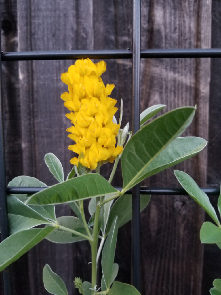 PineappleBroom2.png