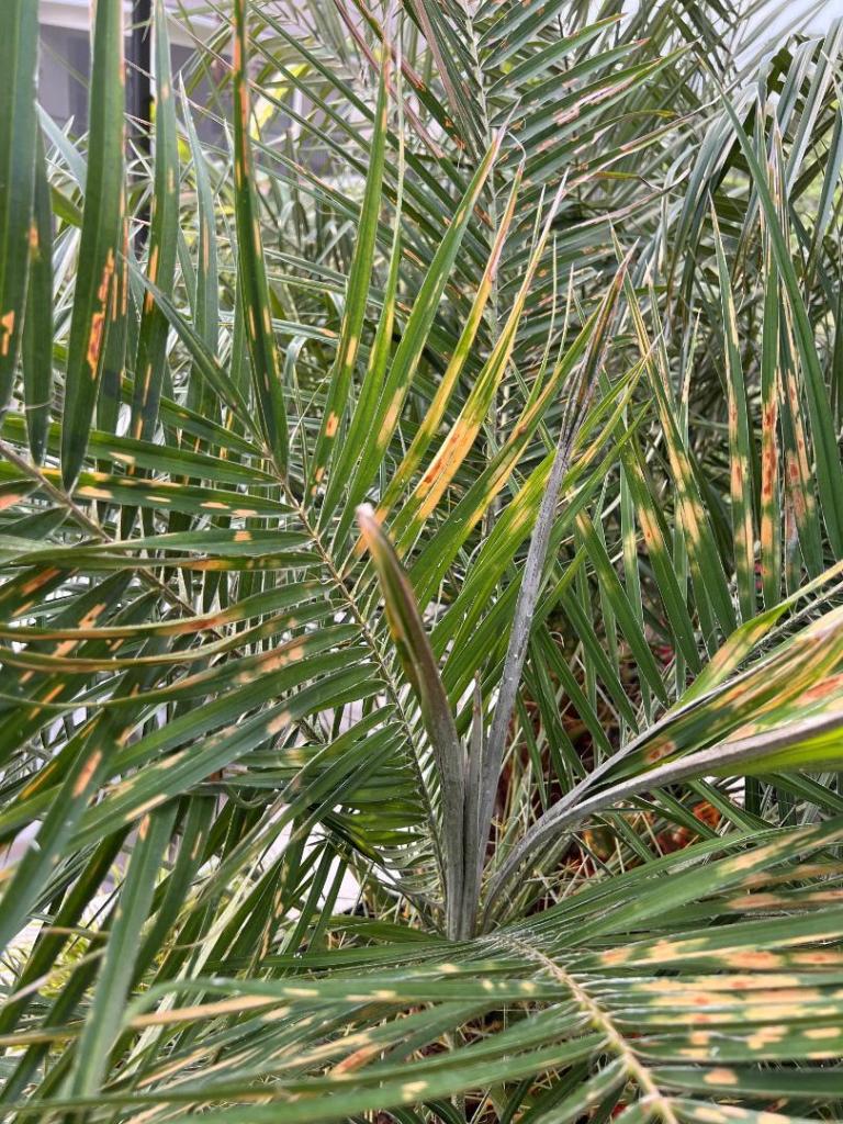 PygmyDatePalmSpots.jpg