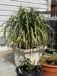 Ponytail palm in winter.