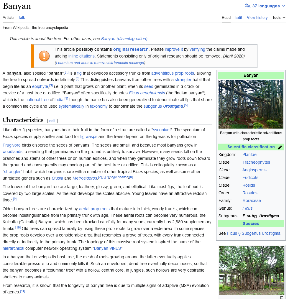 1053209943_Screenshot2023-05-30at13-08-26Banyan-Wikipedia.png.5da1533f79342008c793a6f92a17e12f.png