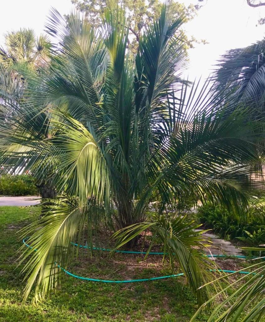 B. Alfredii May  '23.jpeg