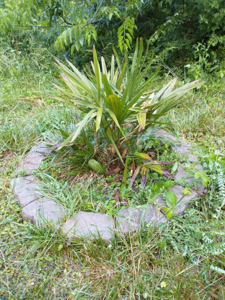 needlepalmFlowering (1).jpg