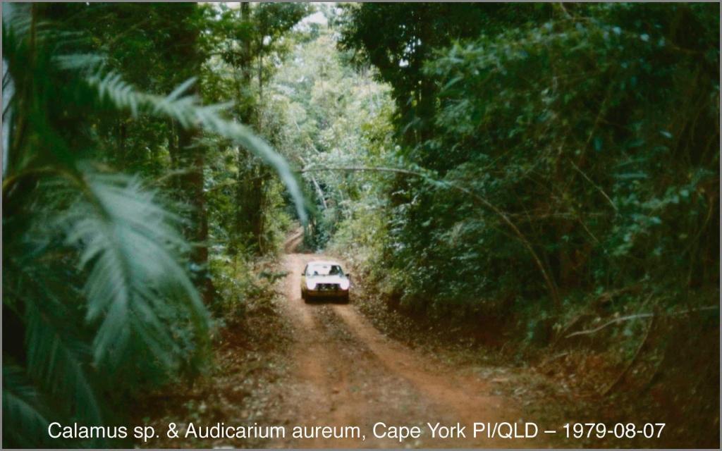 858205532_Audi50CapeYorkPI1979-08-07.thumb.jpg.db0e3df39a10163487d6d44bb65b4c4e.jpg