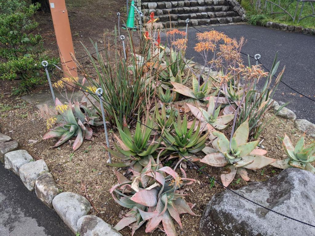 Aloes-crop.thumb.jpg.911590012b3ea247db28153fbe7d79b9.jpg