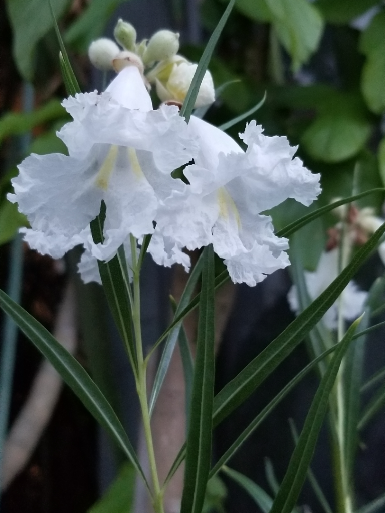 WhiteChilopsis.png