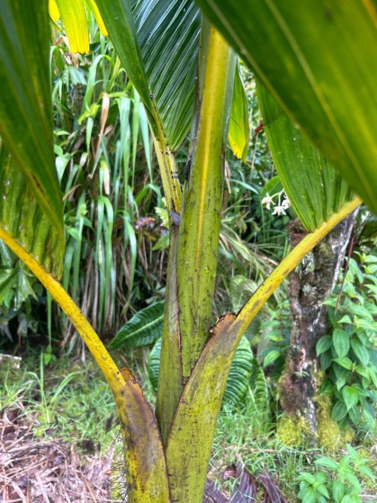 Verschaffeltia splendida soil pH is acidic soil ok? DISCUSSING PALM