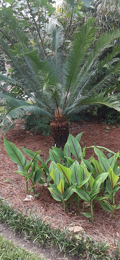 0031_Cycad_hybrid.jpg.0b9db061e400c701636a1069a56c2a30.jpg