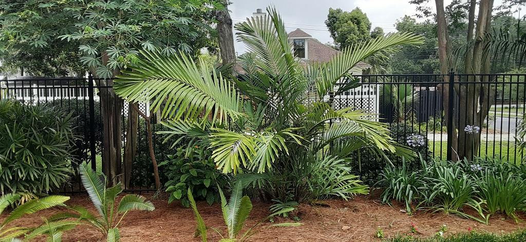 0033_Cycads.jpg.3a5778576c5f5a6980ca688b4d0c3e9d.jpg