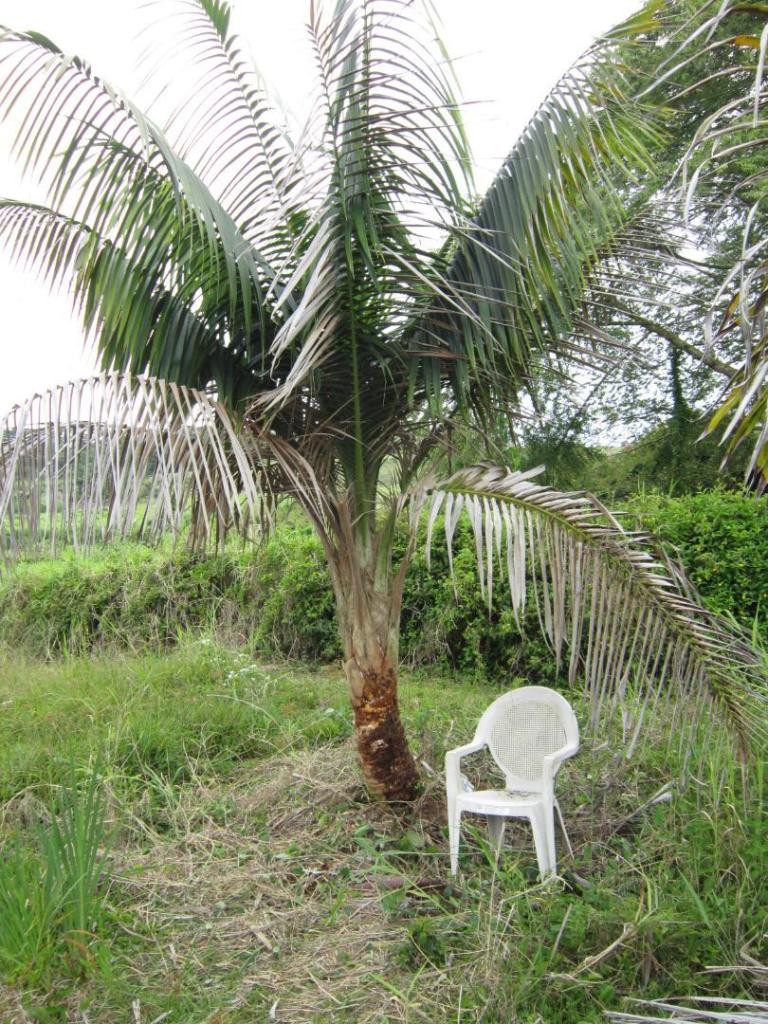 1648234238_Calyptronomarivalis_1_MLM_060623.thumb.JPG.1f1628f2ccaaa40d4579ad2e65f844d0.JPG