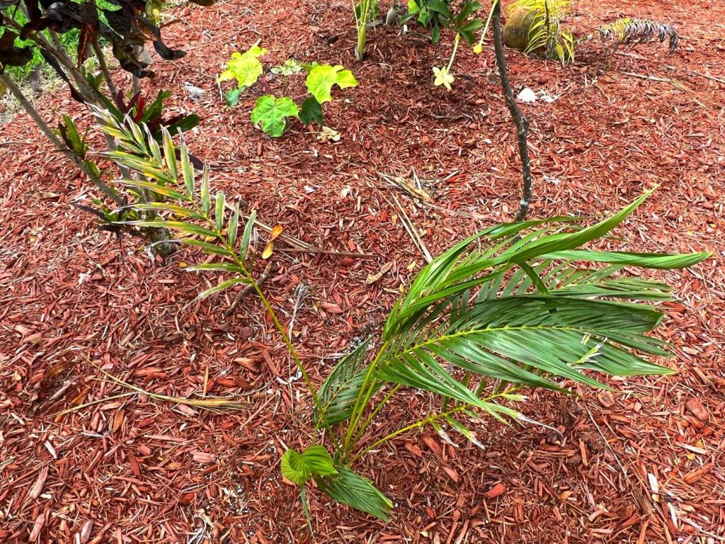 2012260433_ChrysalidocarpuslutescensFusedLeafsm0105-31-23.thumb.JPG.29d19aa0010fb453331c8c341827563b.JPG