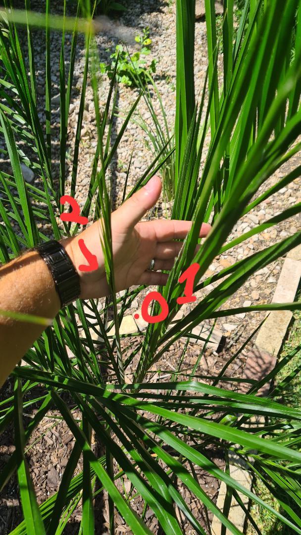 Palm Fronds not releasing COLD HARDY PALMS PalmTalk