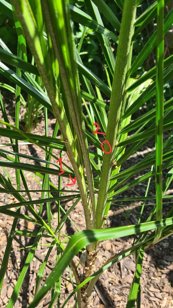 Palm Fronds not releasing COLD HARDY PALMS PalmTalk