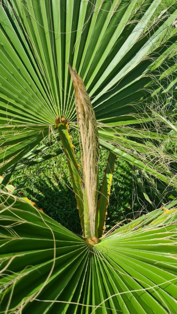 Palm Fronds not releasing COLD HARDY PALMS PalmTalk