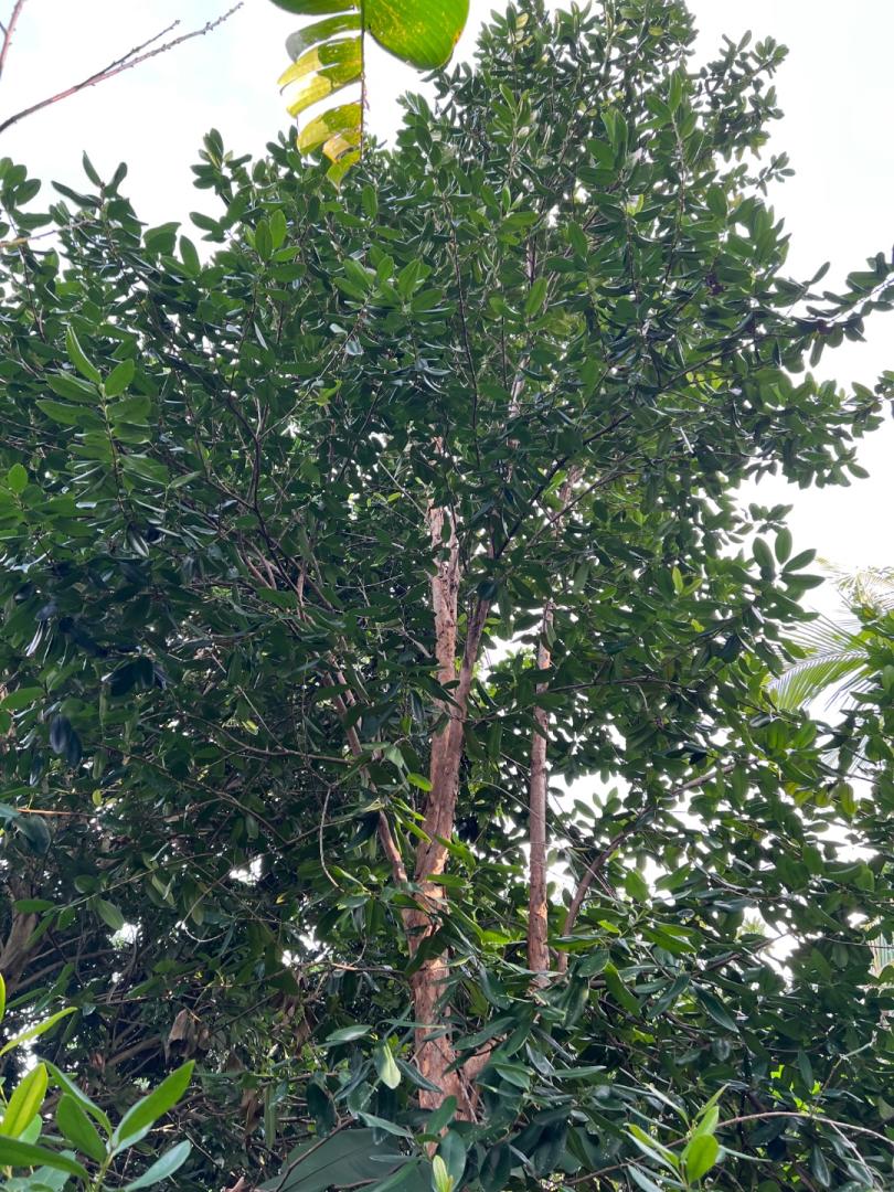 Lemon Bay Rum tree TROPICAL LOOKING PLANTS Other Than Palms PalmTalk