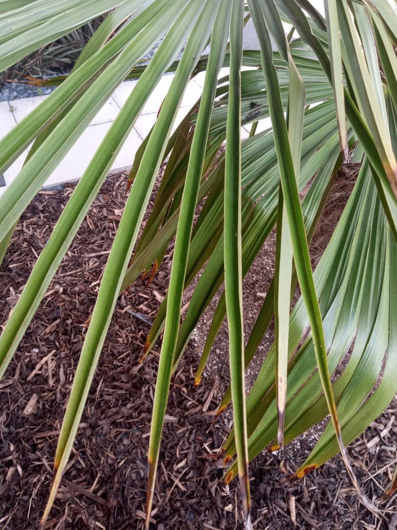 Whats causing this wilting today DISCUSSING PALM TREES WORLDWIDE PalmTalk