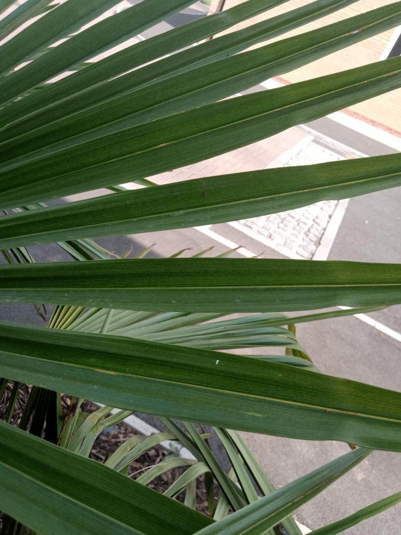 Whats causing this wilting today DISCUSSING PALM TREES WORLDWIDE PalmTalk