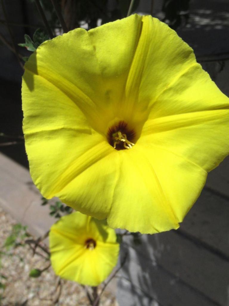 IMG_4051.thumb.JPG.17bfec554587ad7b69be5d326fa8be4b.JPG