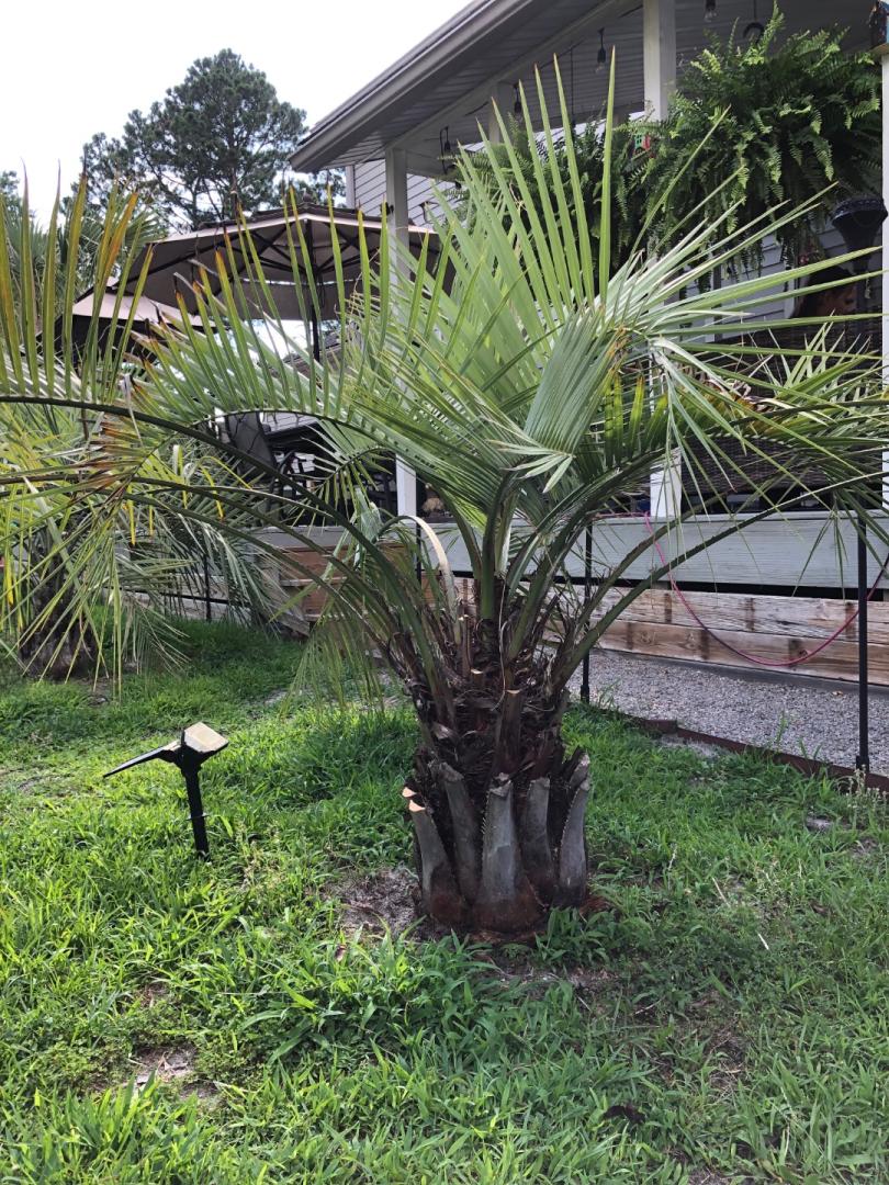 Strange find inside Pindo Palm COLD HARDY PALMS PalmTalk