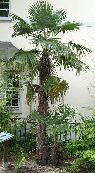 Trachycarpus_fortunei.jpg.a1ad631ae8e37a01d14d539cc21a1803.jpg